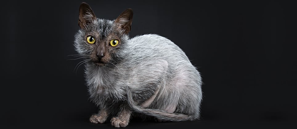 Le lykoi, cette nouvelle race de chat « loup-garou »