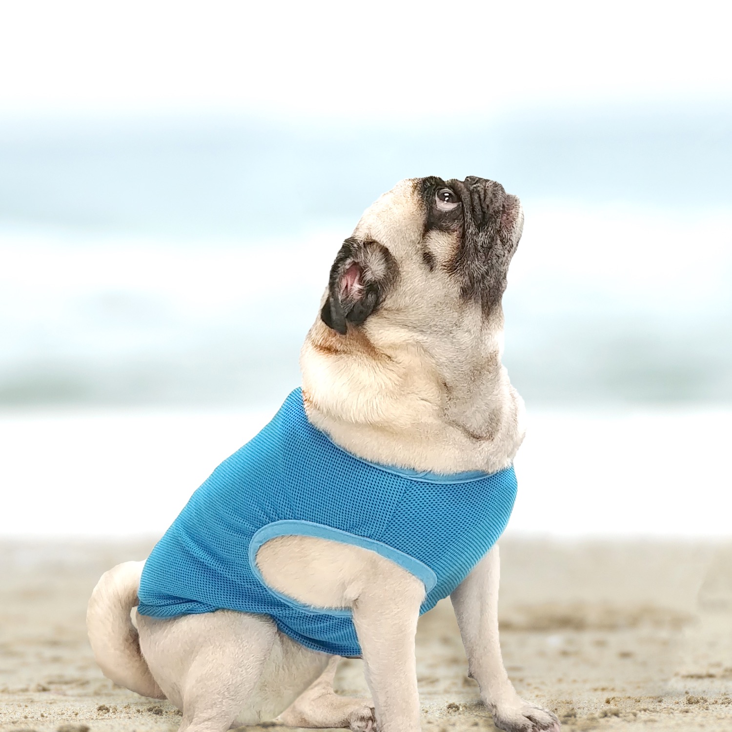 Pug cooling vest store